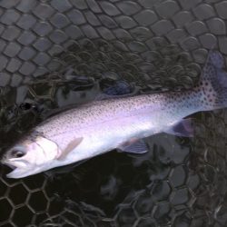 すれていない魚を探せ！ 大安トラウトレイク